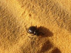 scarabee-dans-le-desert-de-kharga.jpg