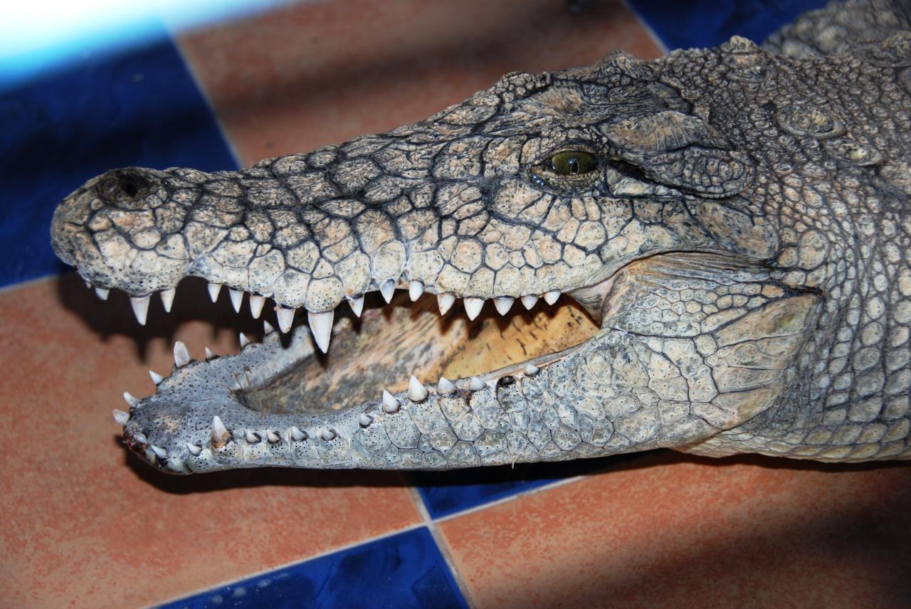crocodile du Nile