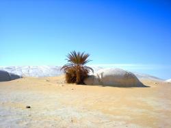 desert-tree-egypte.jpg