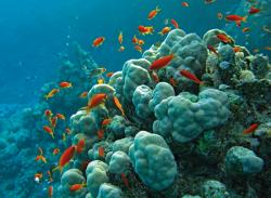 red-sea-20101216-160320.jpg